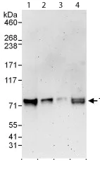 Western blot - Anti-RRN3 antibody (AB112052)