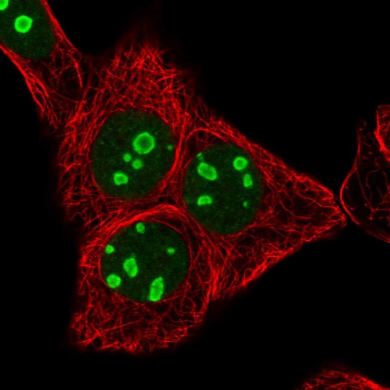 Immunocytochemistry/ Immunofluorescence - Anti-RRN3 antibody (AB251933), expandable thumbnail