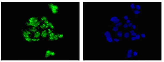 Immunocytochemistry/ Immunofluorescence - Anti-RRP4 antibody [EPR13605] - N-terminal (AB181211)