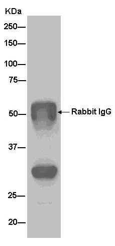 Immunoprecipitation - Anti-RRP4 antibody [EPR13605] - N-terminal (AB181211)