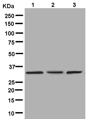 Western blot - Anti-RRP4 antibody [EPR13605] - N-terminal (AB181211)