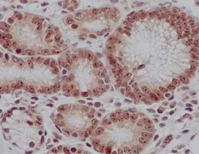 Immunohistochemistry (Formalin/PFA-fixed paraffin-embedded sections) - Anti-RRP4 antibody [EPR13606(B)] - BSA and Azide free (AB250828)