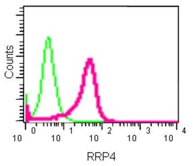 Flow Cytometry (Intracellular) - Anti-RRP4 antibody [EPR13606(B)] - C-terminal (AB185235)