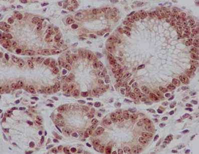 Immunohistochemistry (Formalin/PFA-fixed paraffin-embedded sections) - Anti-RRP4 antibody [EPR13606(B)] - C-terminal (AB185235)