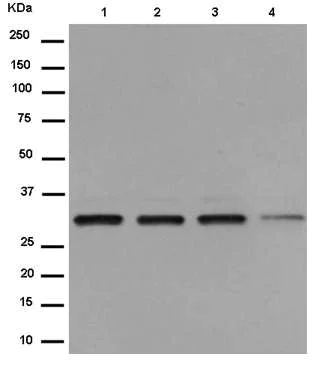 Western blot - Anti-RRP4 antibody [EPR13606(B)] - C-terminal (AB185235)