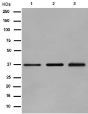 Western blot - Anti-RRP7A antibody [EPR14412] - C-terminal (AB185225)