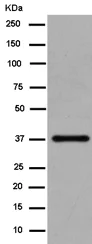 Western blot - Anti-RRP7A antibody [EPR14412] - C-terminal (AB185225)