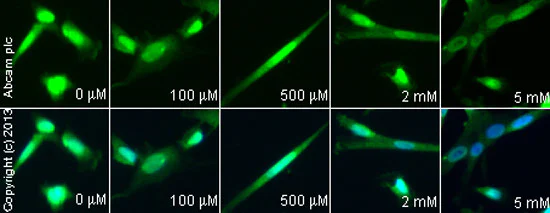Immunocytochemistry/ Immunofluorescence - (R,S)-MCPG sodium salt, Group I /II metabotropic glutamate antagonist (AB120252)