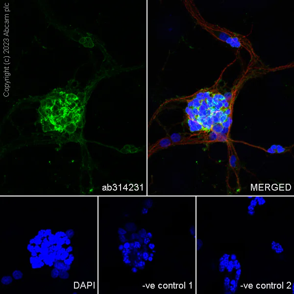 Immunocytochemistry/ Immunofluorescence - Anti-RS1 antibody [EPR28513-78] (AB314231)