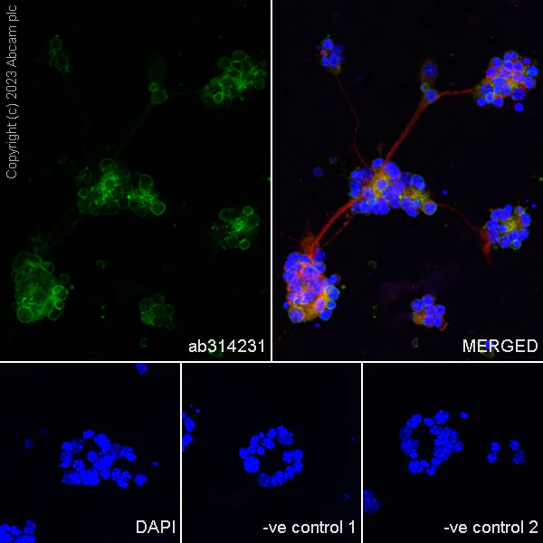 Immunocytochemistry/ Immunofluorescence - Anti-RS1 antibody [EPR28513-78] (AB314231)