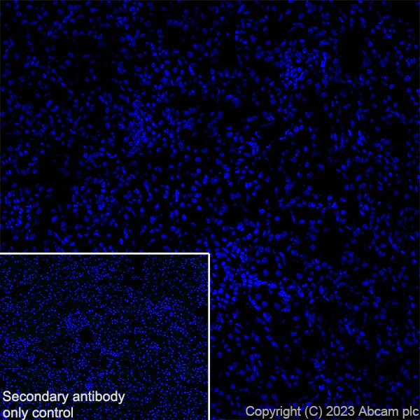 Immunohistochemistry (Frozen sections) - Anti-RS1 antibody [EPR28513-78] (AB314231)