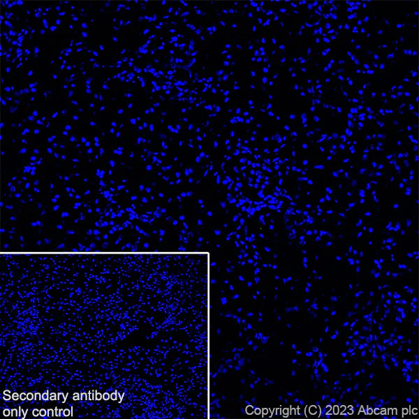 Immunohistochemistry (Frozen sections) - Anti-RS1 antibody [EPR28513-78] (AB314231)