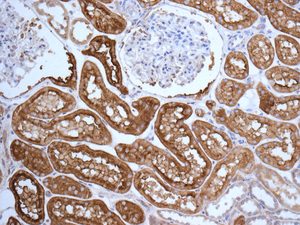 Immunohistochemistry (Formalin/PFA-fixed paraffin-embedded sections) - Anti-rSec6 antibody [EPR10812] - BSA and Azide free (AB249263), expandable thumbnail