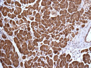 Immunohistochemistry (Formalin/PFA-fixed paraffin-embedded sections) - Anti-rSec6 antibody [EPR10812] - BSA and Azide free (AB249263), expandable thumbnail