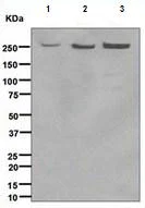 Western blot - Anti-RSF1 antibody [EPR3749(2)] (AB109002)
