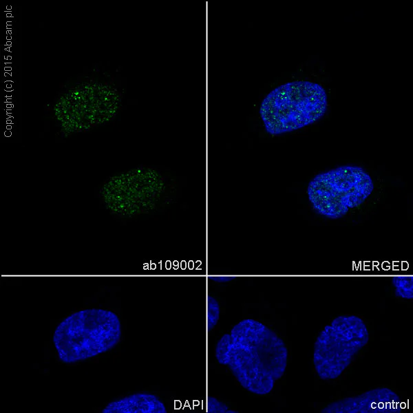 Immunocytochemistry/ Immunofluorescence - Anti-RSF1 antibody [EPR3749(2)] - BSA and Azide free (AB232564)