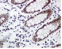 Immunohistochemistry (Formalin/PFA-fixed paraffin-embedded sections) - Anti-RSF1 antibody [EPR3749(2)] - BSA and Azide free (AB232564)