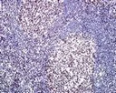 Immunohistochemistry (Formalin/PFA-fixed paraffin-embedded sections) - Anti-RSF1 antibody [EPR3749(2)] - BSA and Azide free (AB232564)