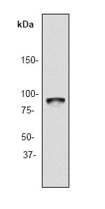Western blot - Anti-Rsk 2 / MAPKAP Kinase 1b antibody [Y82] (AB32062)