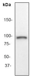 Western blot - Anti-Rsk 2 / MAPKAP Kinase 1b antibody [Y83] - BSA and Azide free (AB247236)