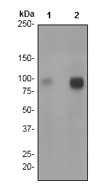 Western blot - Anti-Rsk 2 / MAPKAP Kinase 1b (phospho S227) antibody [EPR2847Y] (AB75820)