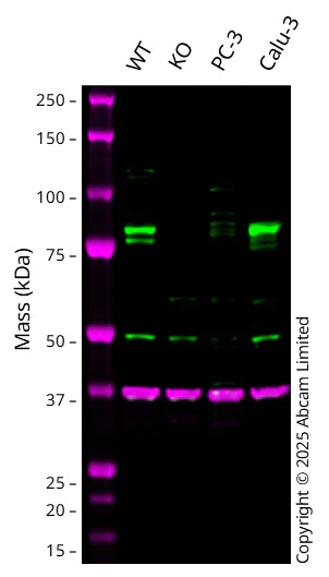 Western blot - Anti-RSK1 p90 antibody (AB131445)