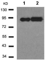 Western blot - Anti-RSK1 p90 antibody (AB131445)