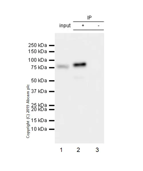 Immunoprecipitation - Anti-RSK1 p90 antibody [E4] (AB32114)