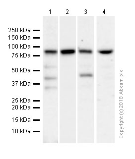 Western blot - Anti-RSK1 p90 antibody [E4] (AB32114), expandable thumbnail