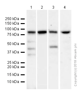 Western blot - Anti-RSK1 p90 antibody [E4] (AB32114)