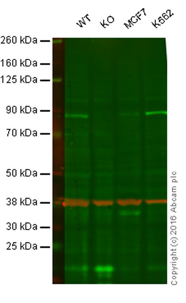 Western blot - Anti-RSK1 p90 antibody [E4] (AB32114), expandable thumbnail