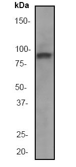 Western blot - Anti-RSK1 p90 antibody [E4] (ab32114), expandable thumbnail