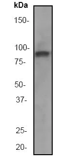 Western blot - Anti-RSK1 p90 antibody [E4] (AB32114)