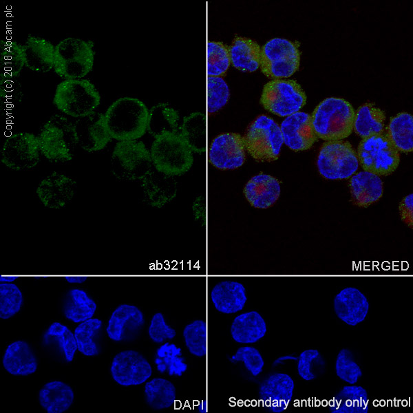 Immunocytochemistry/ Immunofluorescence - Anti-RSK1 p90 antibody [E4] - BSA and Azide free (AB239805), expandable thumbnail