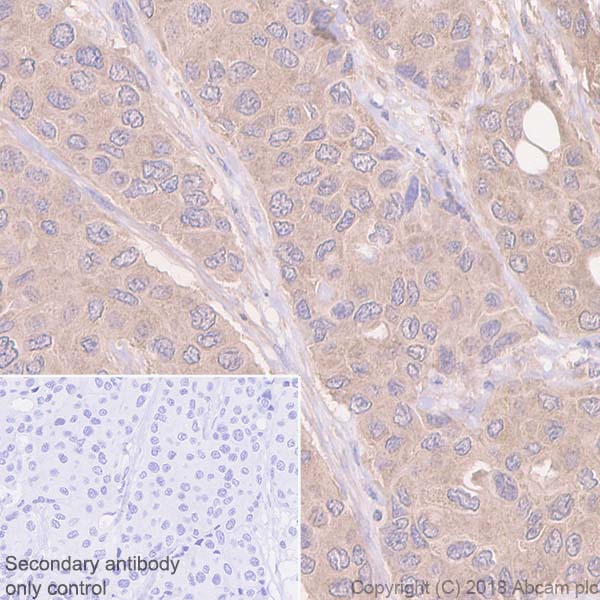 Immunohistochemistry (Formalin/PFA-fixed paraffin-embedded sections) - Anti-RSK1 p90 antibody [E4] - BSA and Azide free (AB239805), expandable thumbnail