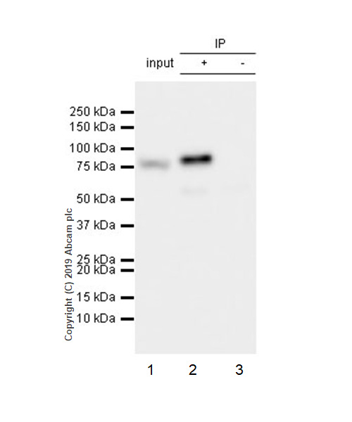 Immunoprecipitation - Anti-RSK1 p90 antibody [E4] - BSA and Azide free (AB239805), expandable thumbnail