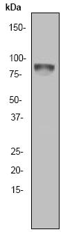 Western blot - Anti-RSK1 p90 antibody [Y81] (AB32526), expandable thumbnail