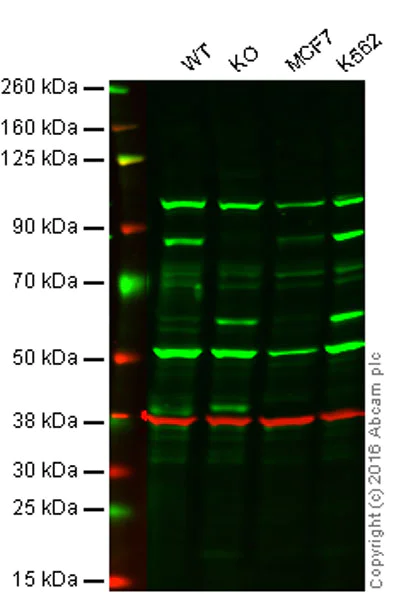 Western blot - Anti-RSK1 p90 antibody [Y81] - BSA and Azide free (AB247267)
