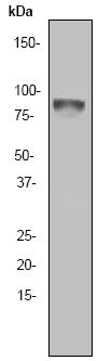 Western blot - Anti-RSK1 p90 antibody [Y81] - BSA and Azide free (AB247267)