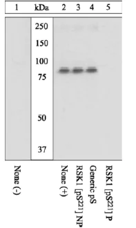 Western blot - Anti-RSK1 p90 (phospho S221) antibody (AB10695)
