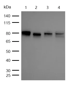 Western blot - Anti-RSK1 p90 (phospho S308) antibody [SR2279] (AB326649)