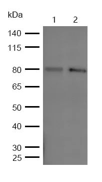 Western blot - Anti-RSK1 p90 (phospho S308) antibody [SR2279] (AB326649)