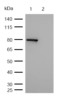 Western blot - Anti-RSK1 p90 (phospho S308) antibody [SR2279] (AB326649)