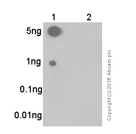 Dot Blot - Anti-RSK1 p90 (phospho S380) antibody [E239] - BSA and Azide free (AB247241)