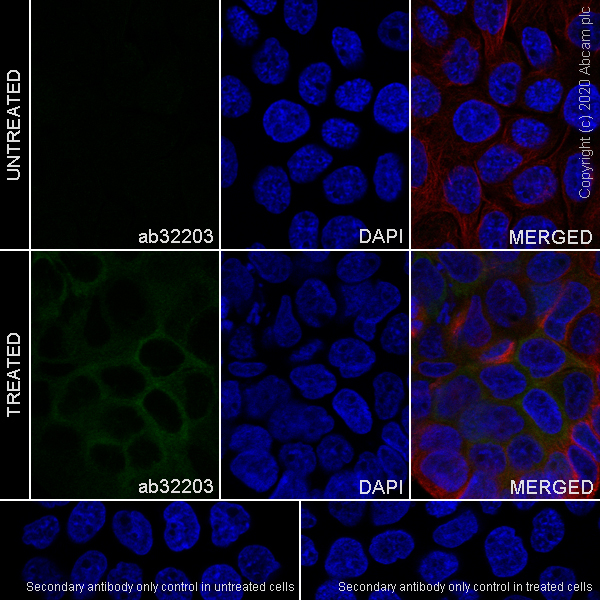 Immunocytochemistry/ Immunofluorescence - Anti-RSK1 p90 (phospho S380) antibody [E239] - BSA and Azide free (AB247241), expandable thumbnail
