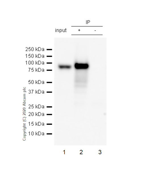 Immunoprecipitation - Anti-RSK1 p90 (phospho S380) antibody [E239] - BSA and Azide free (AB247241), expandable thumbnail