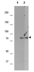 Western blot - Anti-RSK1 p90 (phospho S732) antibody (AB106087), expandable thumbnail