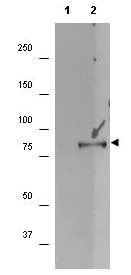 Western blot - Anti-RSK1 p90 (phospho S732) antibody (AB106087)