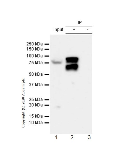Immunoprecipitation - Anti-RSK1 p90 (phospho T359) antibody [E238] (AB32413), expandable thumbnail