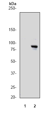 Western blot - Anti-RSK1 p90 (phospho T359) antibody [E238] (ab32413), expandable thumbnail